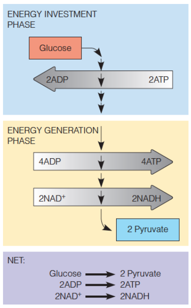 <p>investment and generation phases</p>