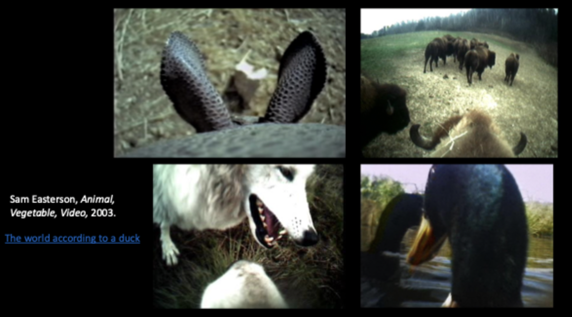 Sam Easterson, Animal, Vegetal, Video, 2003.