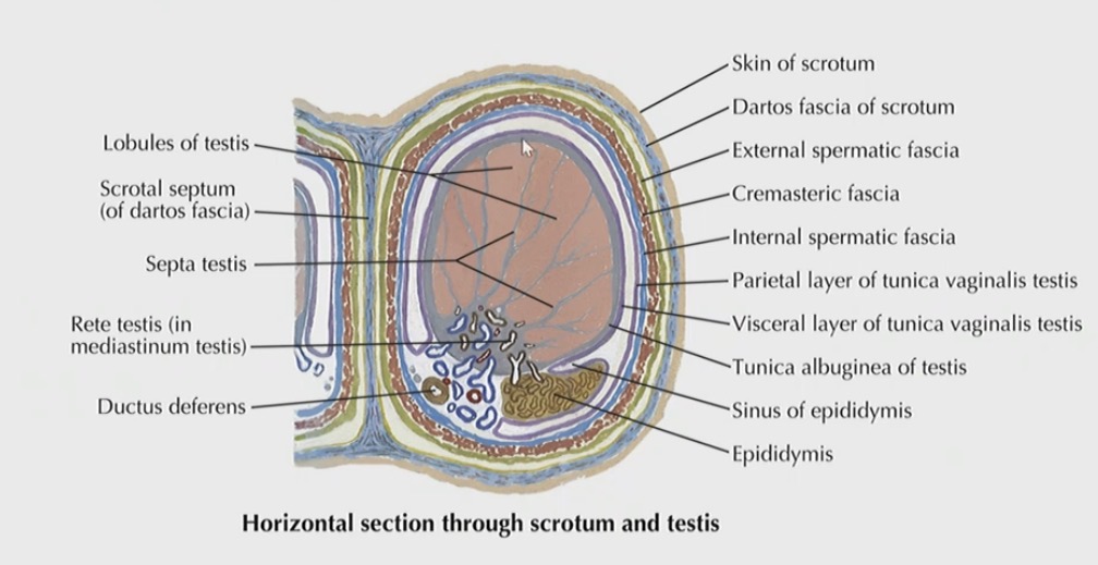 <p>A - Tunica vaginalis (parietal layer)</p><p>B - Tunica vaginalis (visceral layer)</p><p>C - Tunica albuginea</p>