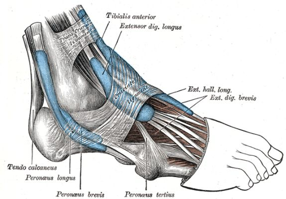 <p></p><ul><li><p>Fibularis Longus m.</p></li><li><p>Fibularis Brevis m.</p></li><li><p>Fibularis Tertius m.</p></li></ul><p></p>