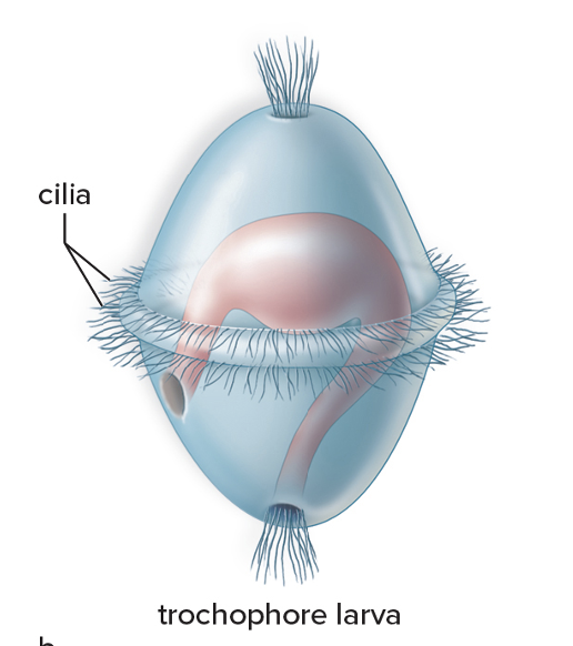 <p>protostomes</p><p>all have trochophore as a larval stage; also includes flatworms and rotifers because they descended from an ancestor of a trochophore in the past</p>