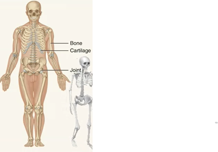 <ul><li><p>Bones and joints of the body and their associated cartilages </p></li></ul><p>joint: any place in your body where two bones meet</p><p>cartilage: <span>Cartilage is a strong, flexible connective tissue that protects your joints and bones. It acts as a shock absorber throughout your body.</span></p>