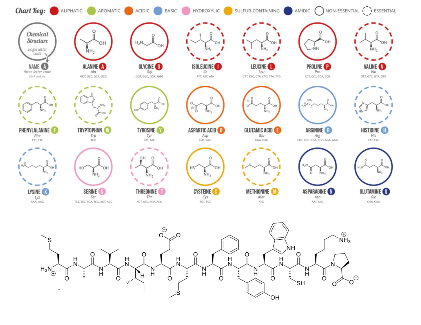 <p>describe this peptide with 3-letter and 1-letter abbreviations</p><p>include the ends of the peptide</p>