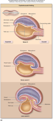 <ul><li><p>Left and right sides fold inward, creating a cylindrical body</p></li><li><p>Fusing of sides of embryonic disc in midline</p></li><li><p><strong>Ectoderm</strong> solely along <strong>exterior</strong> of embryo</p></li><li><p><strong>Endoderm </strong>confined to <strong>internal</strong> region of embryo</p></li><li><p>Yolk sac pinching off from most endoderm</p><ul><li><p>Except vitelline duct</p></li></ul></li><li><p>Creates torso region</p></li></ul><p></p>