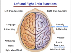 <p>specialization of the two cerebral hemispheres for particular operations</p>