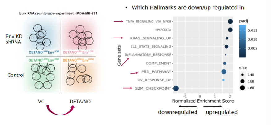 <p>They can group genes into biological pathways/hallmarks and examine which pathways are upregulated or downregulated</p>