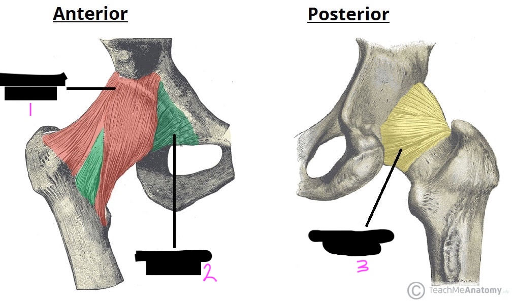 <p>label this diagram of the hip joint ligaments</p>