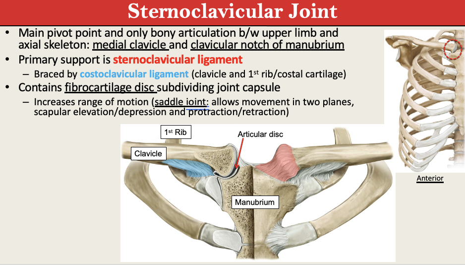 <p></p><p>TYPE: Saddle <br>M: Scap Elevation + Depression; Protraction + Retraction<br>B: Medial Clavicle + Sternum (Clavicular Notch of Manubrium); Fibrocartilage DIsk</p><p>L: Sternoclav Liga+ Costoclav Liga</p>