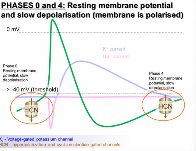 <ul><li><p><span style="font-family: "Times New Roman"; line-height: normal; font-size: 7pt;"> </span>The neuron starts near its resting membrane potential. Ion gradients are maintained by transporters and pumps, while leak channels influence the voltage.</p></li><li><p>Hyperpolarisation-activated cyclic nucleotide-gated (<strong>HCN</strong>) channels <strong>can contribute to slow depolarisation </strong>in certain neurons and pacemaker cells.</p></li><li><p>Voltage gated sodium channels are CLOSED<span>&nbsp; </span></p></li></ul><p></p>