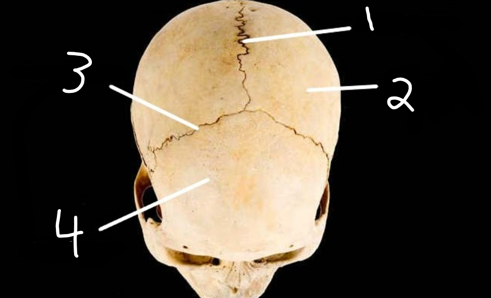 <p>where is sagittal suture?</p>