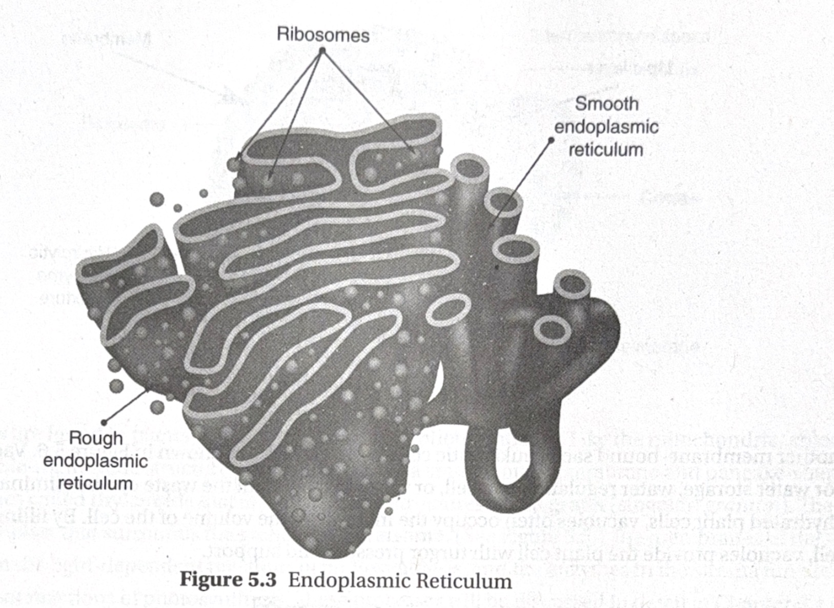 <p>Rough ER: has ribosomes attached → helps make proteins.</p><p>Smooth ER: no ribosomes attached.</p><p><span data-name="brain" data-type="emoji">🧠</span> ROUGH = has bumps (ribosomes).</p>