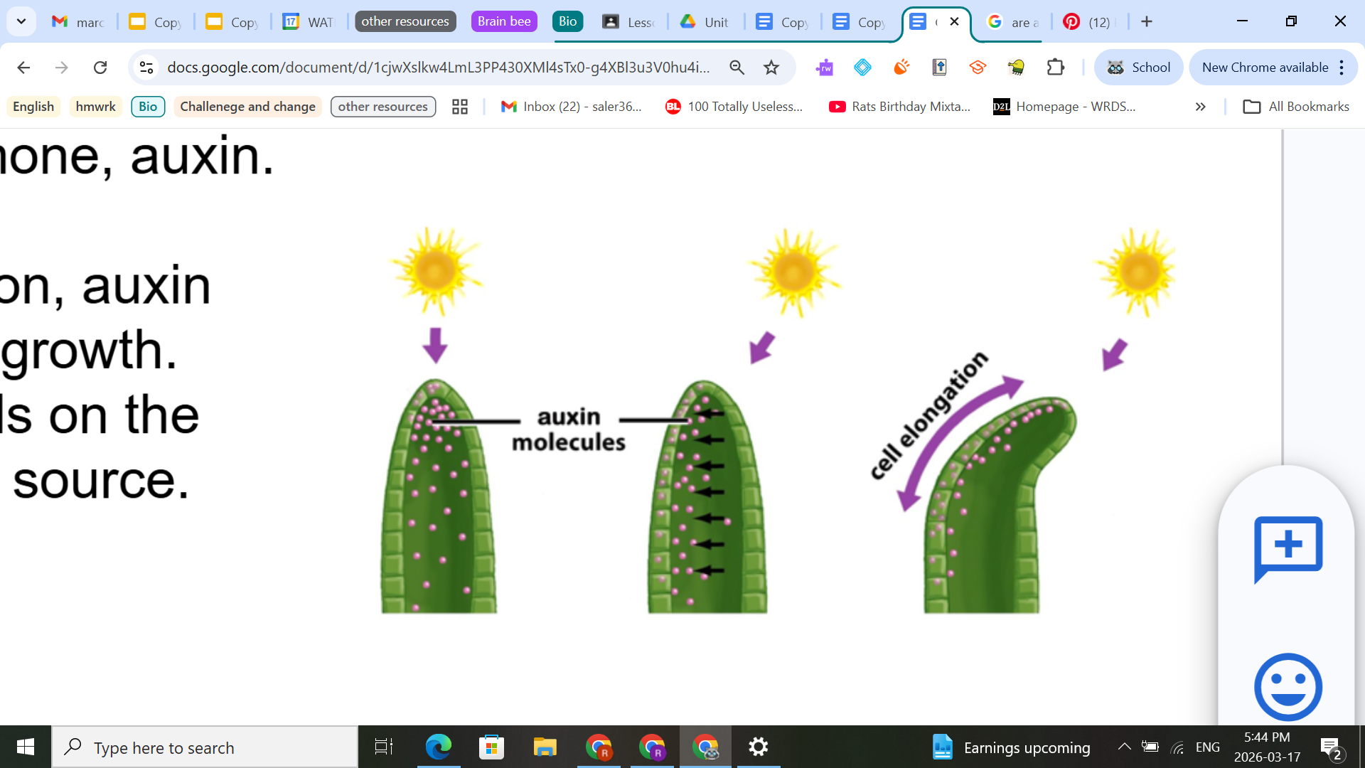 <ul><li><p>This is a change in the direction of growth of a plant in response to light.  The plant is detecting and responding to uneven lighting in its environment.</p></li><li><p>This effect was first studied by Charles Darwin.  He removed the shoot tip of some plants.  When placed in a sunny window, the plants with no shoot tip kept growth straight upward while those with the shoot tip bent toward the window.</p></li><li><p>Darwin hypothesized that a shoot tip detects light and transmits a signal down to the growing region of the shoot.</p></li><li><p>Darwin in fact had discovered the first plant hormone, auxin.</p></li><li><p>When a plant is exposed to light from one direction, auxin builds up on the shaded side and stimulates cell growth.  Cells on the shaded side elongate more than cells on the lighted side and the shoot bends toward the light source.</p></li></ul><p></p>