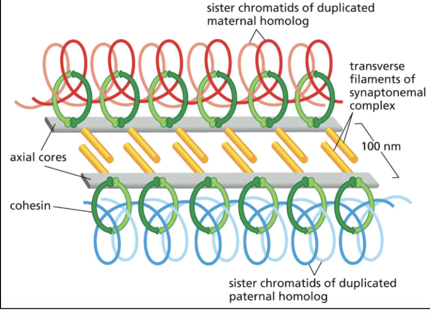 <ul><li><p><span style="background-color: transparent;">a </span><span>meiosis-specific</span><span style="background-color: transparent;">, </span><span>zipper-like protein structure</span><span style="background-color: transparent;"> that </span><span>bridges paired homologous chromosomes</span></p></li><li><p><span><strong>Cohesin</strong> interacts with <strong>axial core</strong>s</span><span style="background-color: transparent;"> of the synaptonemal complex</span></p></li><li><p><span><strong>Cohesin</strong></span><span style="background-color: transparent;"> </span><span><strong>holds the sister chromatids</strong></span><span style="background-color: transparent;"> together&nbsp;</span></p></li><li><p><span style="background-color: transparent;">The </span><span>synaptonemal complex</span><span style="background-color: transparent;"> allows </span><span><strong>sister chromatids to be held close together</strong></span></p></li></ul><p></p>