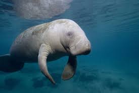 <p>Order: manatees </p>
