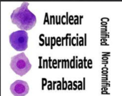 <ul><li><p><span>Remember PISA</span></p></li><li><p><span>% cornified vs. non-cornified</span></p></li><li><p><span>Other cells - RBCs and PMN's</span></p></li><li><p><span>Cytological estrus</span></p></li><li><p><span>Cytological diestrus</span></p></li><li><p>use a long cotton swab and insert it up and over the brim of the pelvis to that you do not go into the urethra</p></li></ul><p></p>