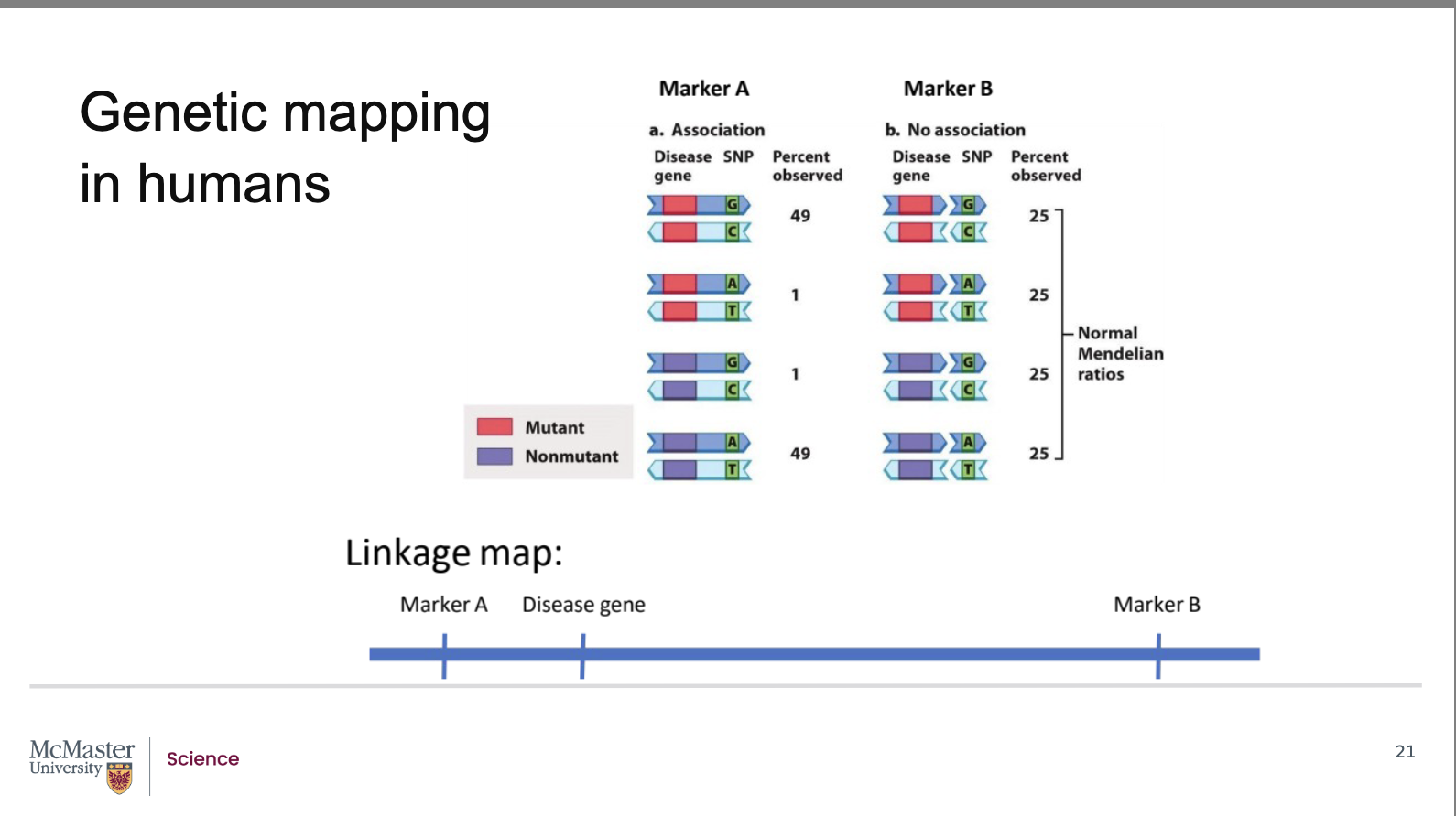 <p><strong>Back:</strong></p><ul><li><p>The disease gene has <strong>two alleles</strong>: mutant and non‑mutant.</p></li><li><p>The marker also has <strong>two alleles</strong>: <strong>G‑C</strong> or <strong>A‑T</strong>.</p></li><li><p><strong>Marker B (far from disease gene):</strong></p><ul><li><p>Recombination always occurs between them.</p></li><li><p>All four allele combinations appear <strong>25% of the time</strong>.</p></li><li><p>There is <strong>no association</strong> → marker B and the disease gene are <strong>unlinked</strong>.</p></li></ul></li><li><p><strong>Marker A (close to disease gene):</strong></p><ul><li><p>Recombination is <strong>rare</strong>.</p></li><li><p>Mutant + G‑C and non‑mutant + A‑T appear <strong>~49% each</strong>.</p></li><li><p>Unequal frequencies show <strong>linkage</strong>.</p></li></ul></li><li><p>Because the marker’s genomic location is known, linkage reveals the <strong>approximate location of the disease gene</strong>.</p></li></ul><p></p>