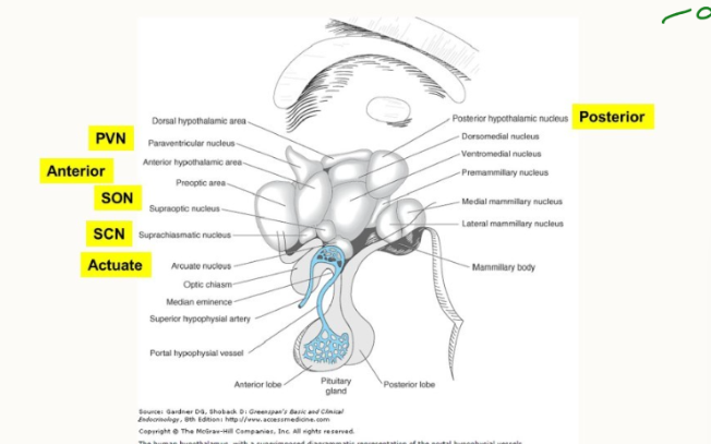 <ol><li><p>oxytocin, ADH, TRH, CRH</p></li><li><p>oxytocin and ADH</p></li><li><p>biological clock/circadian</p></li><li><p>arousal, hunger</p></li><li><p>energy, GnRH, GHRH, NP-Y</p></li><li><p>wakefulness</p></li></ol><p></p>