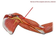 <p>arises from the brachial plexus and provides motor innervation to the muscles of the anterior compartment of the arm and sensory innervation to the lateral part of the forearm</p>