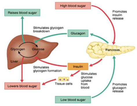 <p>Concentration of glucose in the blood is maintained at steady levels even under various conditions of feeding, fasting, and exercise. How?</p><p>Maintenance of glucose concentration occurs through the action of hormones</p><ul><li><p>Insulin</p></li></ul><p>Hormones that oppose insulin:</p><ul><li><p>Glucagon</p></li><li><p>Epinephrine</p></li><li><p>Cortisol</p></li><li><p>Growth hormone</p></li></ul><p>Other hormones influencing glucose metabolism:</p><ul><li><p>Thyroxine (FT4)</p></li><li><p>Somatostatin</p></li></ul><p>Insulin, glucagon, and epinephrine control plasma glucose concentration by regulating glycogenolysis</p><p>Cortisol and growth hormone increase gluconeogenesis</p>