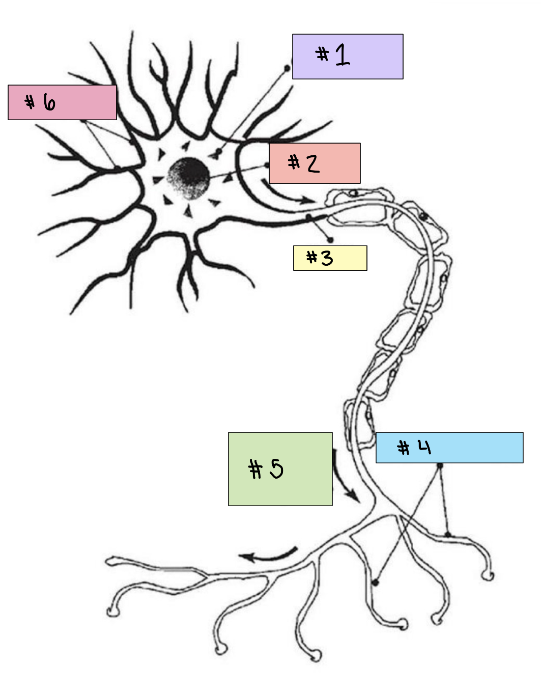 <p>#5</p>