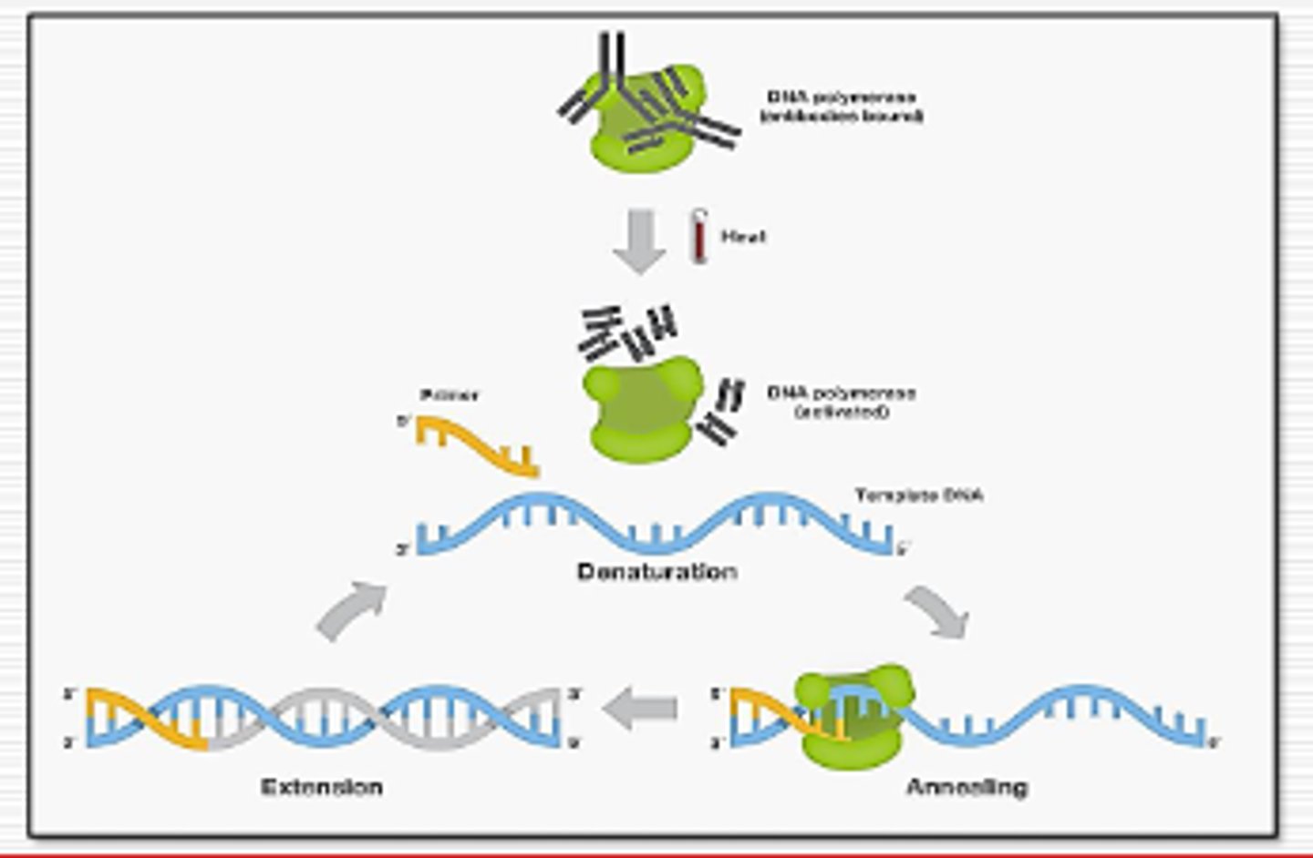 <p>bind antibodies to DNA polymerase--when temperature is raised, PCR is activated. Prevents non-specific amplification during the set up of PCR reaction</p>