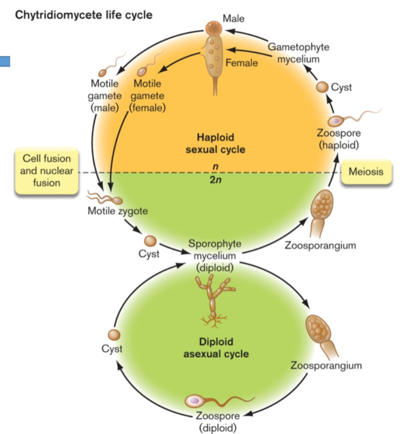 <p>What is the life cycle of chytridiomycota</p>