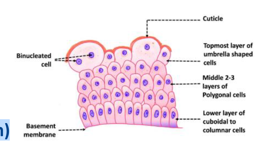 <ul><li><p>Multiple layer of cells that have different shapes with great distensibility</p></li><li><p>Characterized by its ability to change shape and thickness depending on the degree of distention</p></li></ul><p></p>