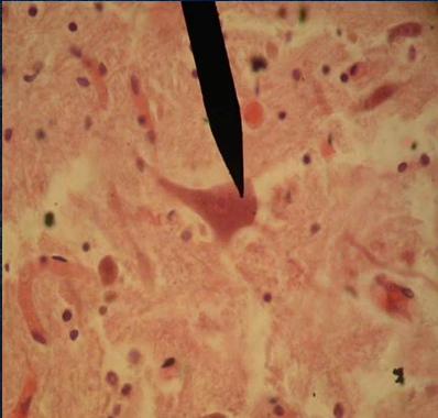 <p>Identify the property of its protoplasm</p>