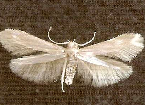 <p>ŘÁD česky latinsky</p><p>čeleď česky</p><p>druh česky</p>