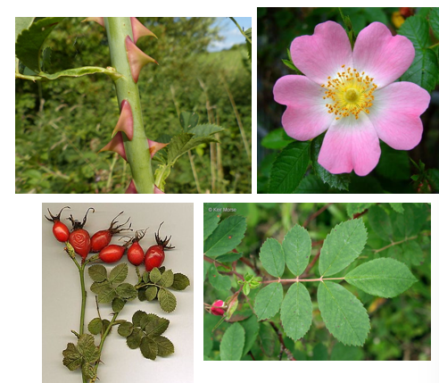 <p>Moeilijk te onderscheiden van andere Rosa soorten</p><p>stekels en geen doornen</p><p>samengesteld blad</p><p>rozenbottels als vrucht</p>