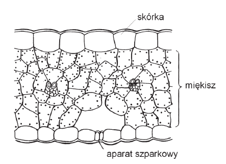 <p>2 funkcje liścia i na czym polega przystosowanie budowy anatomicznej liścia do pełnienia każdej z tych funkcji</p>