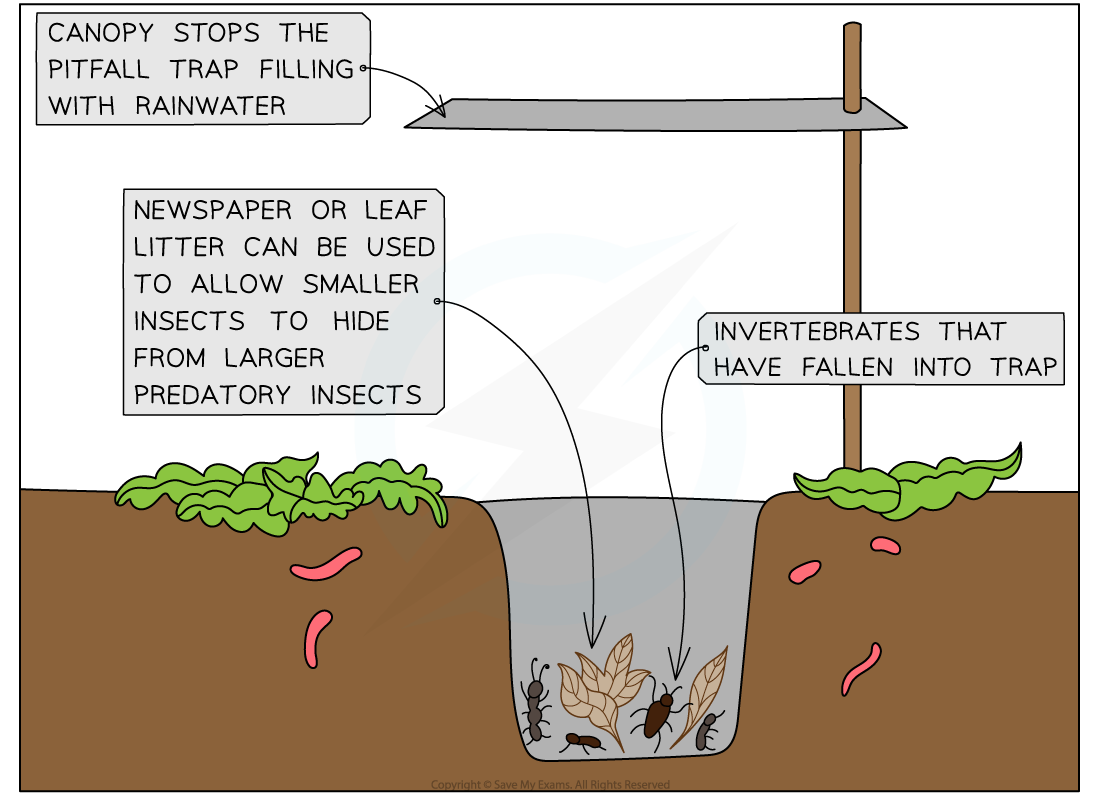 <ul><li><p>Cans or jars that are sunk into the ground</p></li><li><p>Ground-dwelling invertebrates fall into the trap as they walk along the ground, and then cannot climb out again</p></li><li><p>A lid ensures that the trap does not fill with rainwater</p></li></ul><p></p>