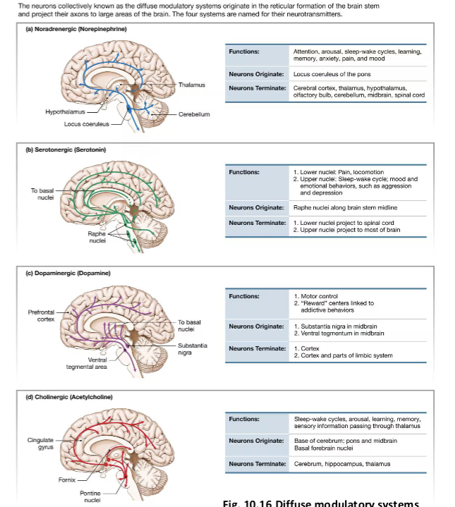 <p><span>The Behavioral State System Modulates Motor Output— how?</span></p>