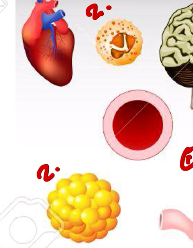 <p>Aside from the parietal cells (stomach), H2 receptors are also found in?</p>