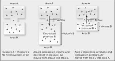 <p>Define pressure gradient, and explain how they affect the movement of gasses.</p>