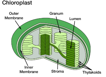 <ul><li><p>surrounded by two membranes:</p><ul><li><p>outer boundary membrane</p></li><li><p>inner boundary membrane</p></li></ul></li><li><p>boundary membranes surround inner compartment called <mark data-color="yellow" style="background-color: yellow; color: inherit;">stroma</mark></p></li><li><p>contain a third membrane system consisting of small flattened sacs called <mark data-color="yellow" style="background-color: yellow; color: inherit;">thylakoids</mark></p><ul><li><p>thylakoids are arranged in stacks called <mark data-color="yellow" style="background-color: yellow; color: inherit;">granum</mark></p></li></ul></li></ul><p></p>