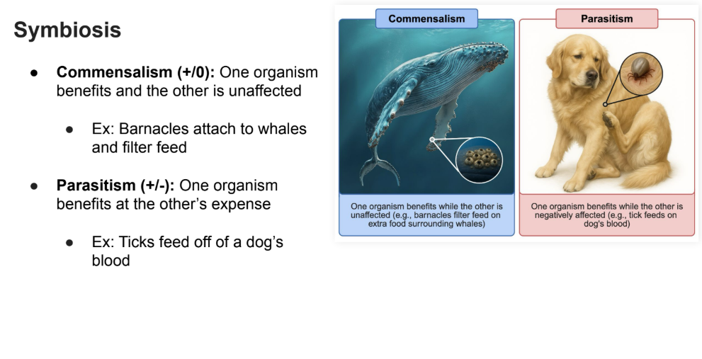 <p>One organism benefits at the other’s expense</p><ul><li><p>Ex: Ticks feed off of a dog’s blood</p></li></ul><p></p>