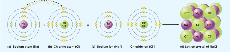 <ul><li><p>complete transfer of electrons to create charged ions</p></li><li><p>typically form between a metal & a nonmetal </p></li><li><p>electrostatic attractions between + charged cation & - charged anions that form ionic compounds (lattice crystal/salt)</p><ul><li><p>can form between an R group with a negative charge & an R group with a positive charge</p></li></ul><p></p></li><li><p>called <strong>salts</strong></p><ul><li><p>for ex. table salt (NaCL)</p><ul><li><p>each sodium atom looses 1 outer shell electron to a chlorine atom</p></li><li><p>soidum & chlorine ions are held together by ionic bonds in a lattice crystal structure (ionic compound)</p></li></ul></li><li><p>for ex. magnesium chloride (MgCL2)</p><ul><li><p>each magnesium atom loses 1 electron to each of the 2 echlorine atoms</p></li></ul></li></ul></li></ul><p></p>