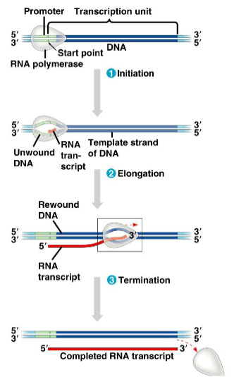 <ol><li><p>Initiation</p></li><li><p>Elongation</p></li><li><p>Termination</p></li></ol><p></p>