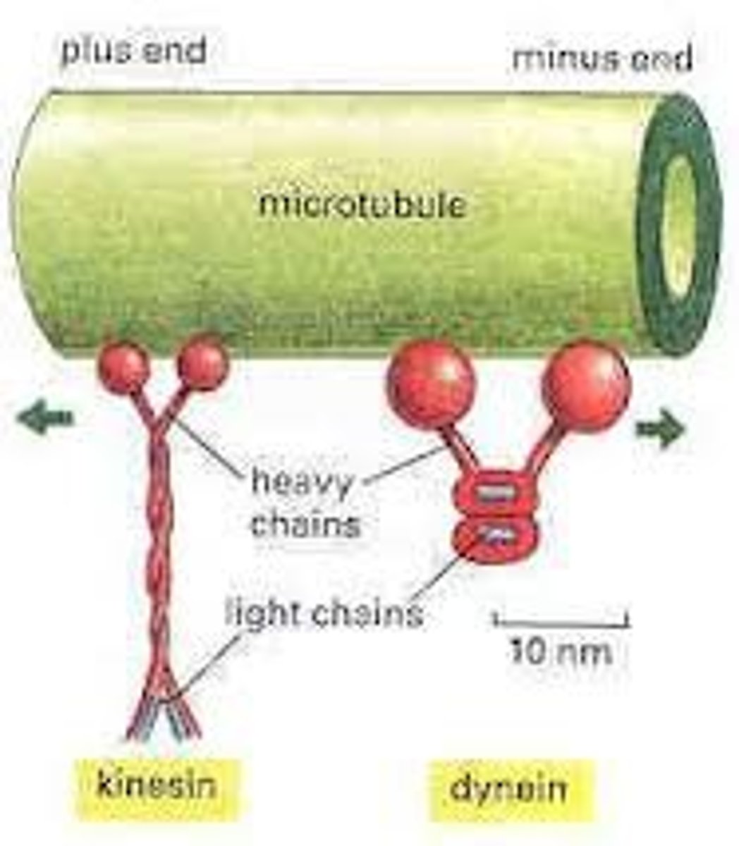 <p>Proteins hydrolyze ATP to interact with cytoskeletal elements and other cell components producing movement of the whole cell or parts of the cell.</p>