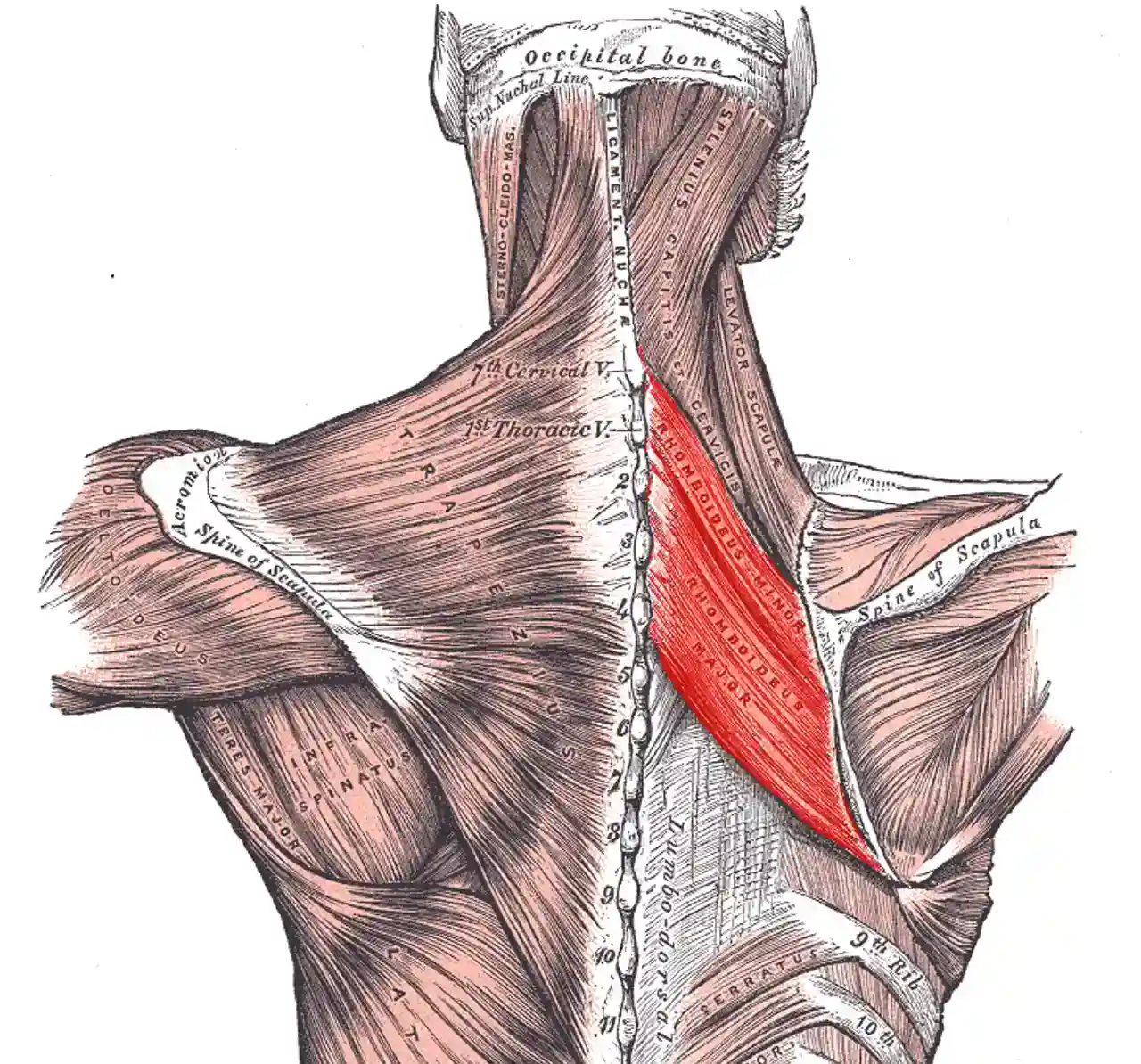 <p>Pull the shoulder blades together and rotate the scapula</p>