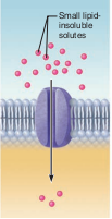 <p>- The movement of small ions across the plasma membrane through water-filled protein channels</p>