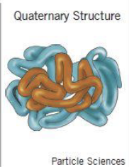 <p>Shape of a protein containing more than one polypeptide chain</p>