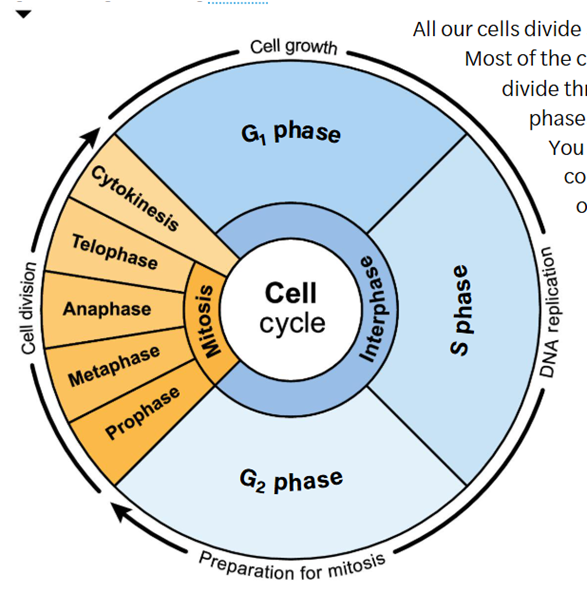 <ul><li><p><span>Cell cycle continually repeating process that allows cell to replicate their DNA , divide and grow</span></p></li><li><p><span>Replication occur&nbsp; in main phase of cell cycle (interphase)&nbsp; alongside other cellular process that help cell carry out important functions</span></p></li></ul><p></p>