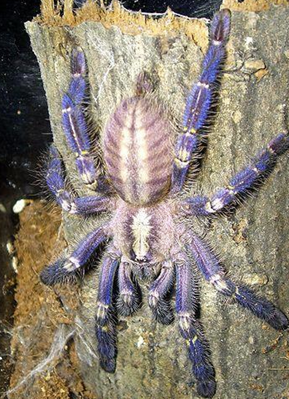 <p>Klasse Arachnida (spinachtigen)  orde?</p>