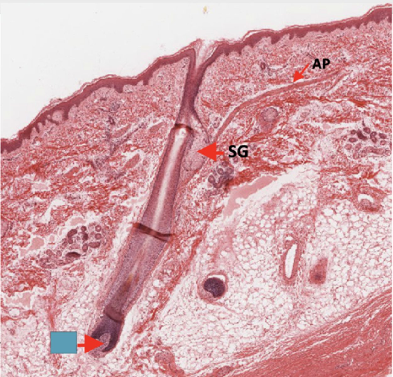 <p>Identify the structure</p>