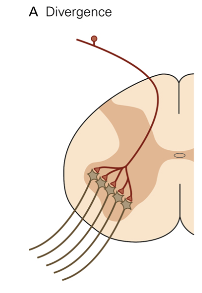 <p>information from a single neuron spreads to multiple other neurons</p>