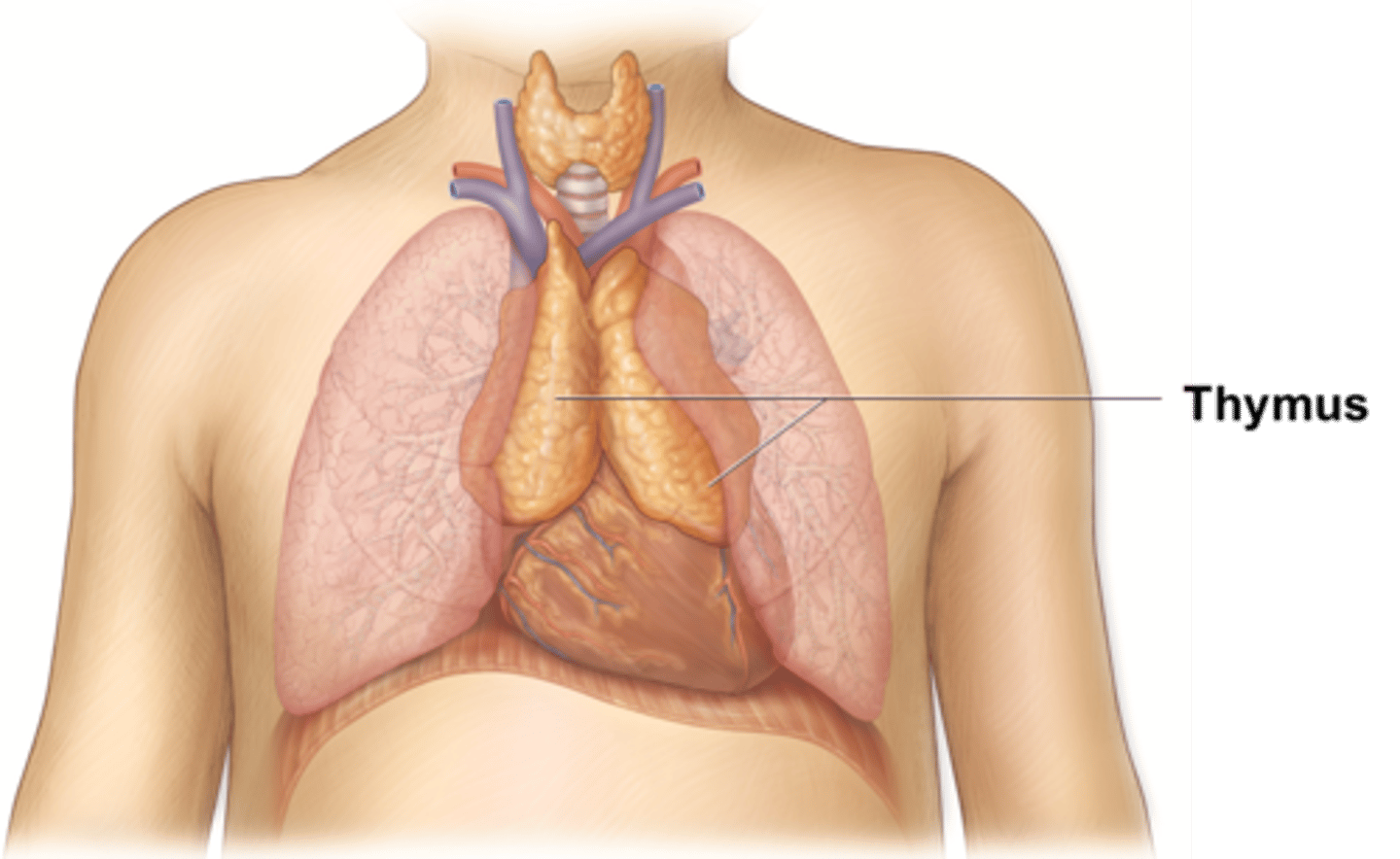 <p>-anterior and superior to heart</p><p>-prominent in infants to build immune system; disappears completely into adulthood.</p>