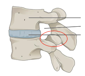 <p>What is this joint?</p>