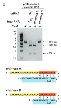 <p>explain fig 5B  jinik</p>